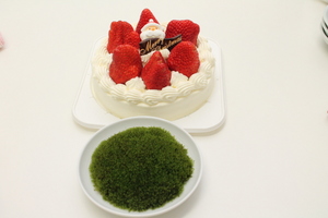 ケーキと苔.JPG