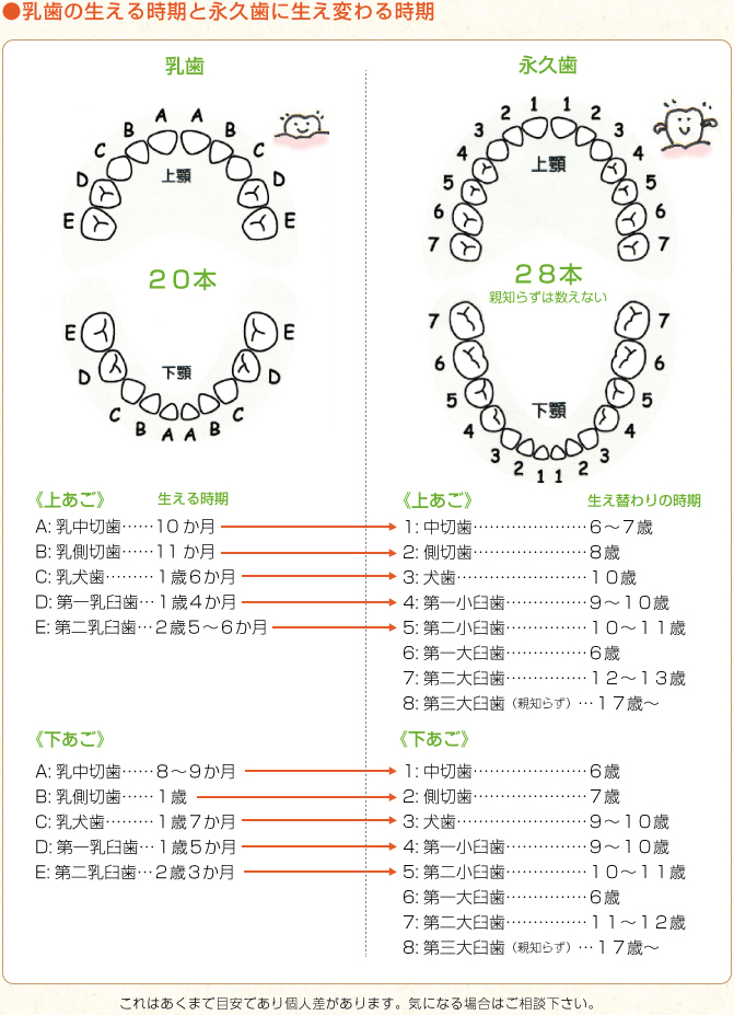 乳歯の生える時期と永久歯に生え変わる時期